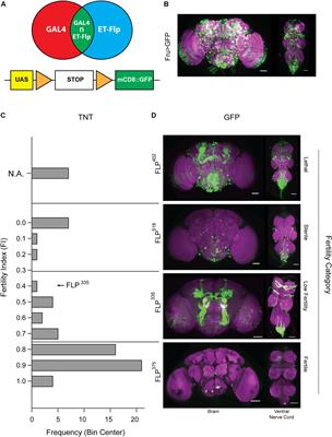 Characterization of the Sexually Dimorphic fruitless Neurons That Regulate Copulation Duration